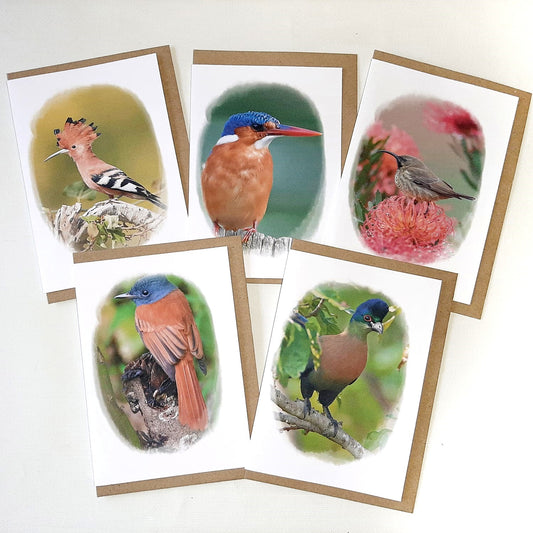 Bird Collections - Set of 5 Greeting Cards