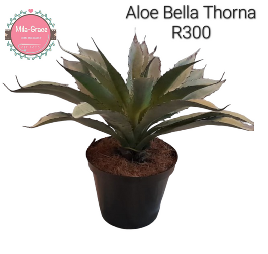 Artificial Plant - Aloe Bella Thorna