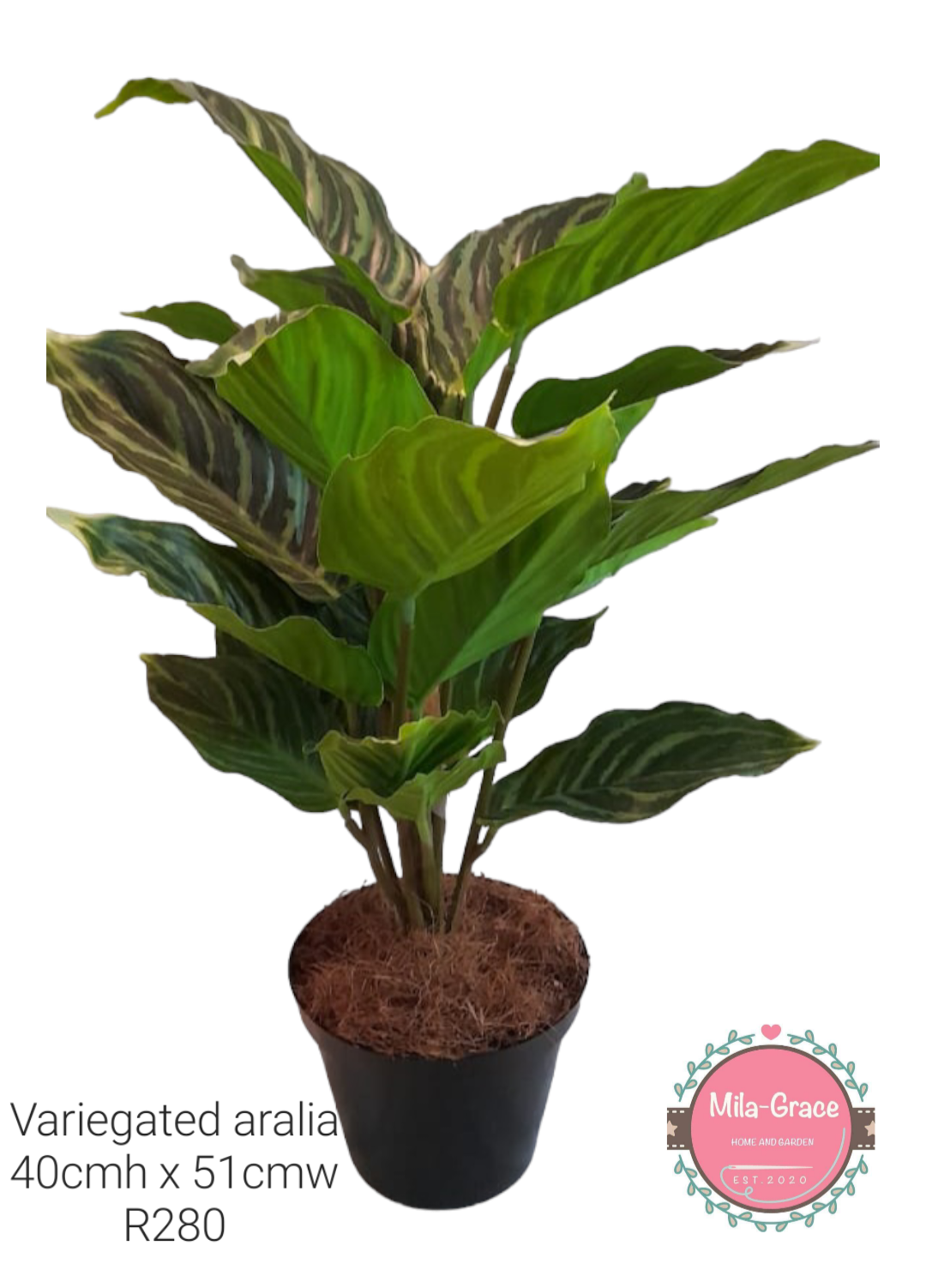 Artificial plant - Variegated Aralia