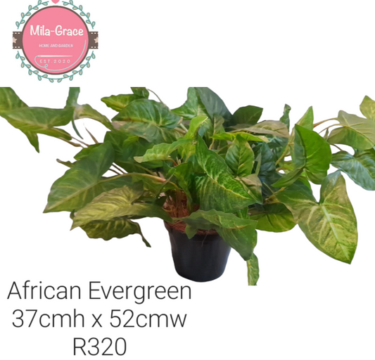 Artificial Plant - African Eveergreen