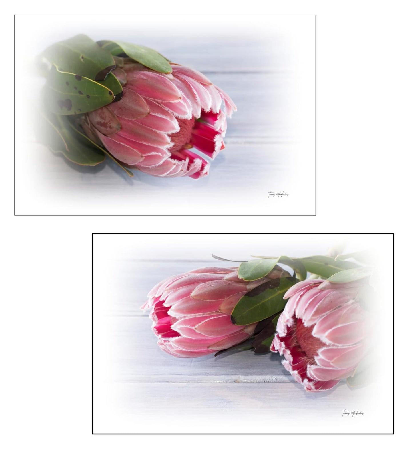 Protea Prints- Set of 2