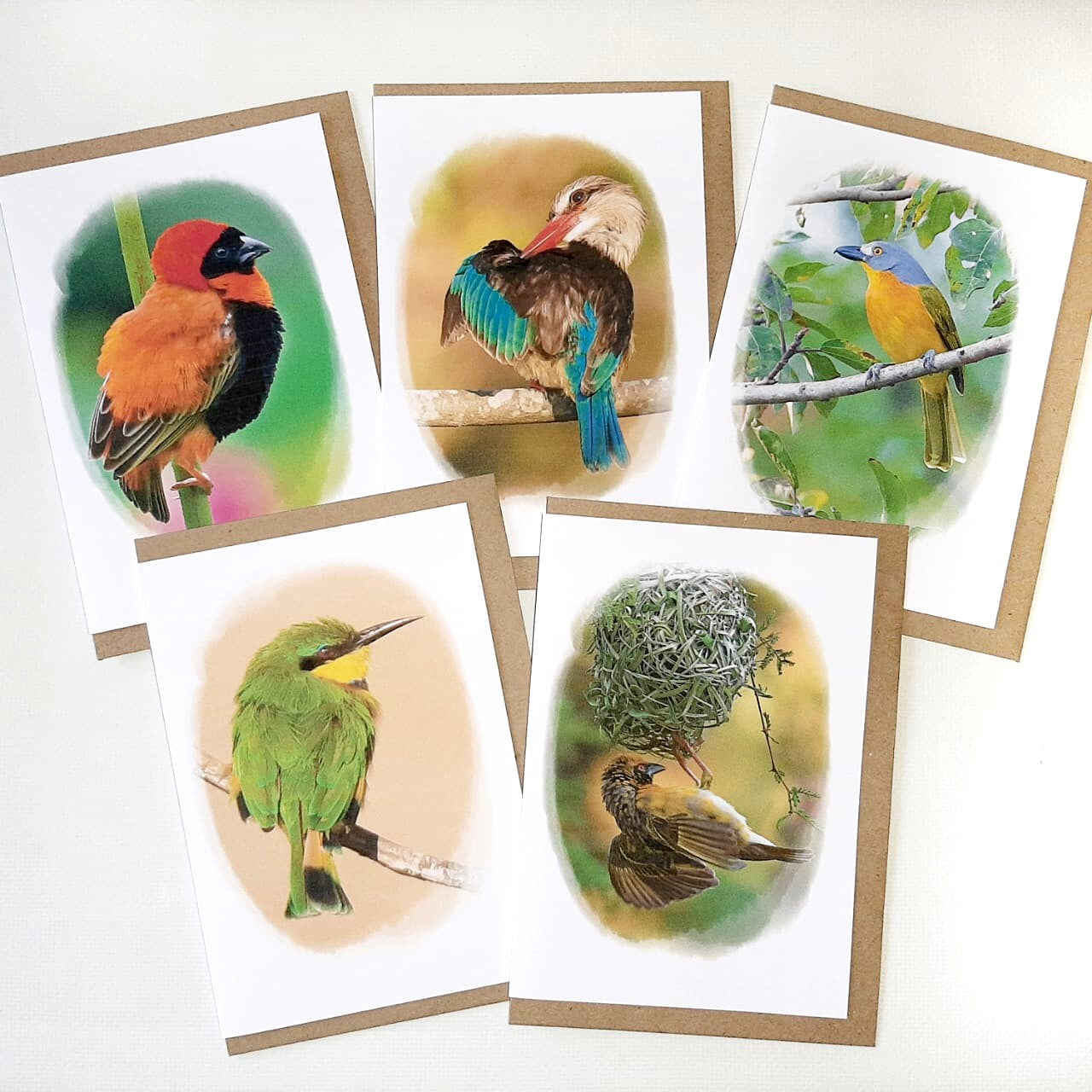 Bird Collections - Set of 5 Greeting Cards